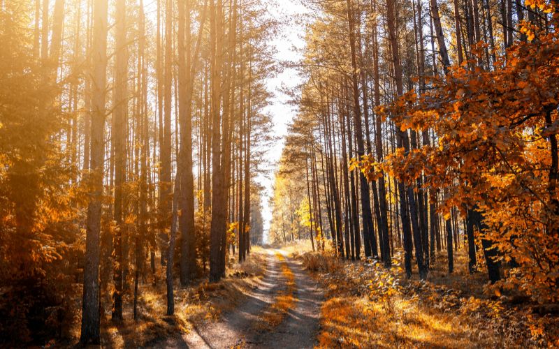 Coaching de vie accompagnement